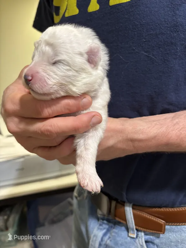 Fuscia – Samoyed puppy for sale in Port Washington, NY