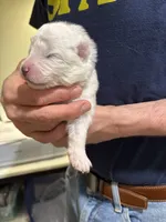 Fuscia, a female Samoyed for sale in Port Washington, NY – 1 of 2