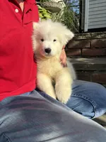 Plum, a male Samoyed for sale in Port Washington, NY – 6 of 6