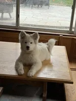 Orange Julius, a male Samoyed for sale in Port Washington, NY – Photo 3 of 3