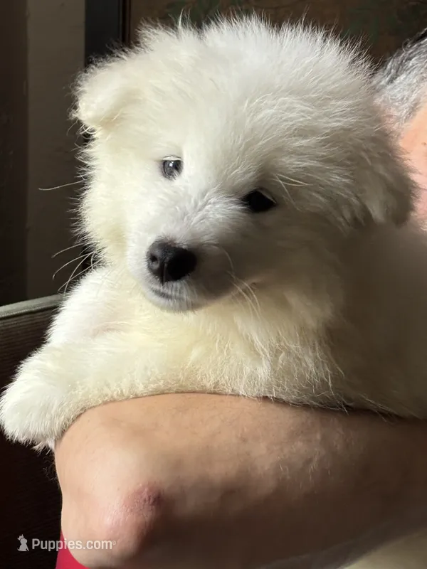 Oakley – Samoyed puppy for sale in Port Washington, NY