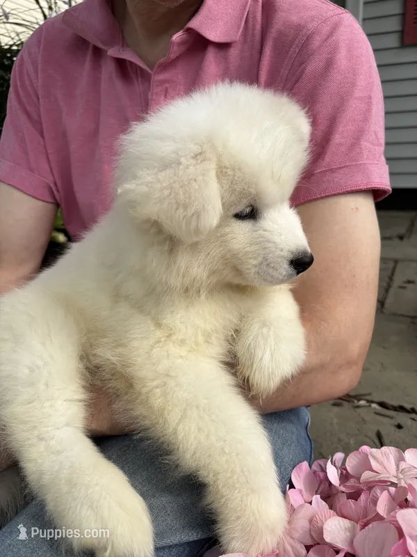 Rosalie – Samoyed puppy for sale in Port Washington, NY