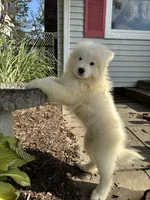 Plum, a male Samoyed for sale in Port Washington, NY – 2 of 6