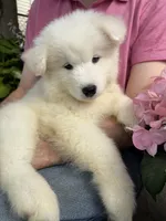 Daisy, a female Samoyed for sale in Port Washington, NY – 5 of 6