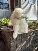 Plum, a male Samoyed for sale in Port Washington, NY – 3 of 6
