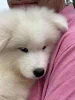Fuchsia, a female Samoyed for sale in Port Washington, NY – 5 of 7