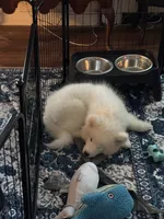 Daisy, a female Samoyed for sale in Port Washington, NY – 2 of 6