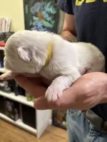 Daisy, a female Samoyed for sale in Port Washington, NY – 2 of 2