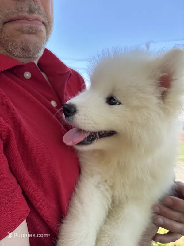 Daisy – Samoyed puppy for sale in Port Washington, NY
