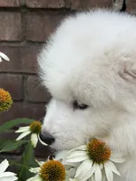 Fuchsia, a female Samoyed for sale in Port Washington, NY – 1 of 7