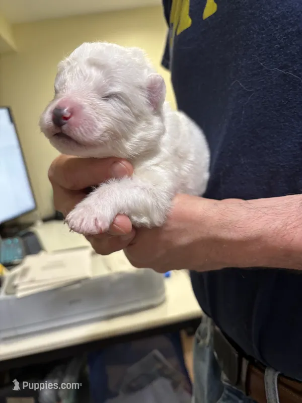 Plum – Samoyed puppy for sale in Port Washington, NY