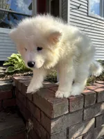 Plum, a male Samoyed for sale in Port Washington, NY – 4 of 6