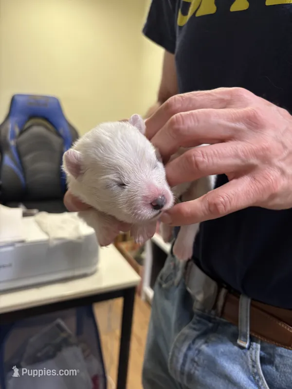 Rosalie – Samoyed puppy for sale in Port Washington, NY