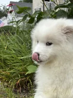 Fuchsia, a female Samoyed for sale in Port Washington, NY – 2 of 7