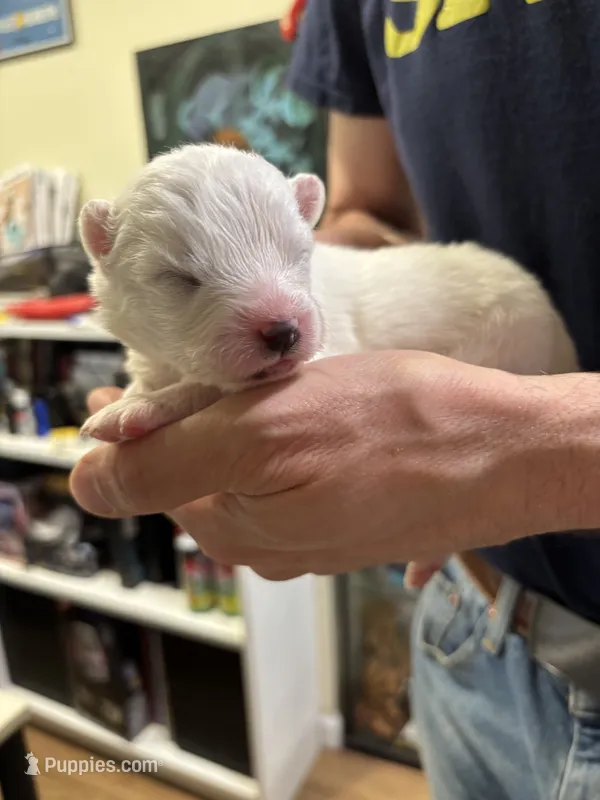 Daisy – Samoyed puppy for sale in Port Washington, NY