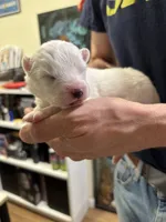 Daisy, a female Samoyed for sale in Port Washington, NY – 1 of 2