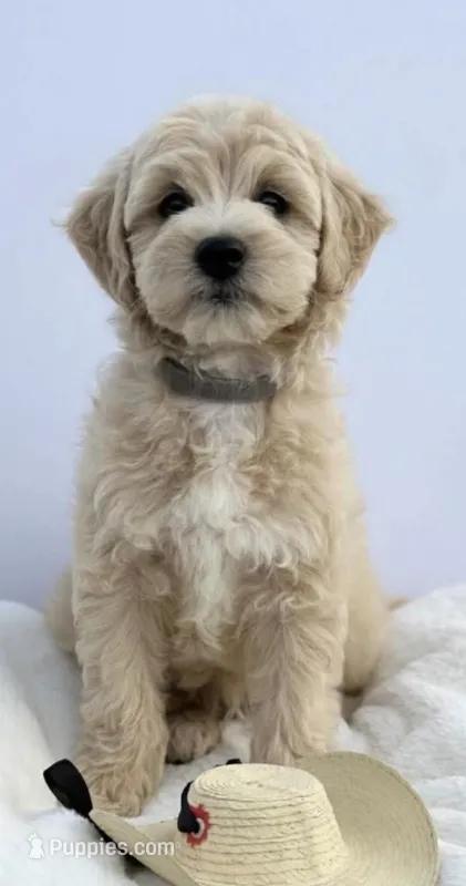 Arty – Miniature Goldendoodle puppy for sale in Tampa, FL