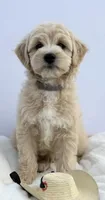 Arty, a male Miniature Goldendoodle for sale in Tampa, FL – Photo 1 of 3