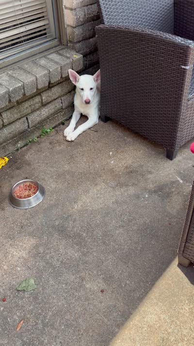 Nevada, a female German Shepherd Dog and Alaskan Husky for sale in Sugar Land, TX – 6 of 6