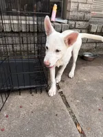 Nevada, a female German Shepherd Dog and Alaskan Husky for sale in Sugar Land, TX – 5 of 6
