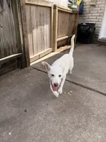 Nevada, a female German Shepherd Dog and Alaskan Husky for sale in Sugar Land, TX – 3 of 6
