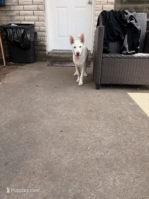 Nevada – German Shepherd Dog, Alaskan Husky puppy for sale in Sugar Land, TX