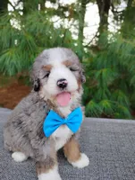 Graham, a male Bernedoodle for sale in Millersburg, OH – 2 of 4