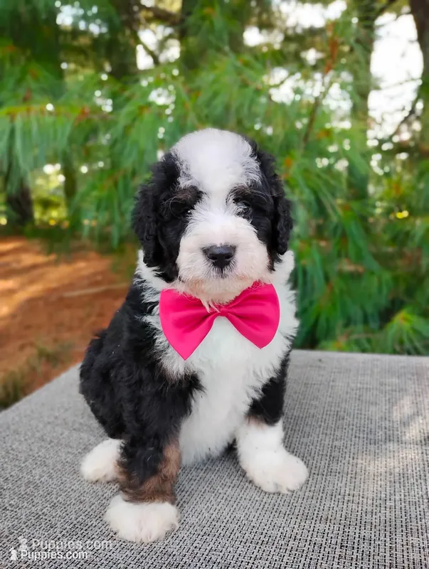 Toffee – Bernedoodle puppy for sale in Millersburg, OH