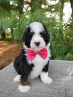 Toffee, a male Bernedoodle for sale in Millersburg, OH – 2 of 4