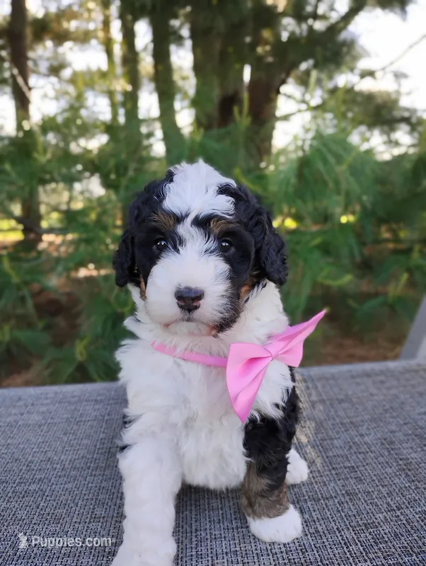 Isla – Bernedoodle puppy for sale in Millersburg, OH