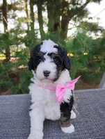 Isla, a female Bernedoodle for sale in Millersburg, OH – 1 of 6
