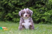 Aurora , a female Bernedoodle for sale in Millersburg, OH – 2 of 3