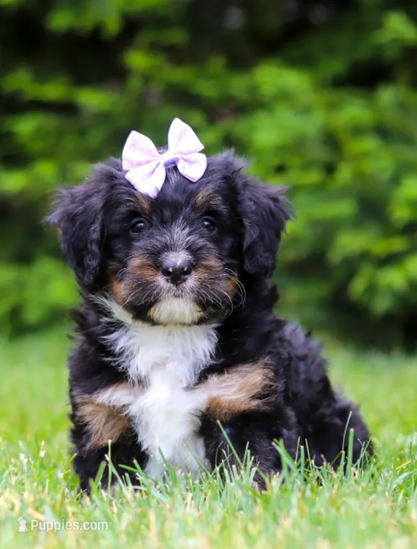 Tiana – Bernedoodle puppy for sale in Millersburg, OH