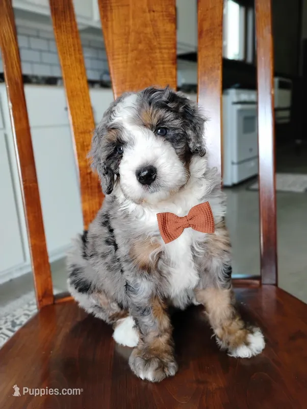 Jackson  – Bernedoodle puppy for sale in Millersburg, OH