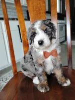 Jackson , a male Bernedoodle for sale in Millersburg, OH – Photo 3 of 3