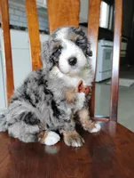Jackson , a male Bernedoodle for sale in Millersburg, OH – Photo 2 of 3