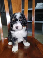 Roger, a male Miniature Bernedoodle for sale in Millersburg, OH – Photo 1 of 7