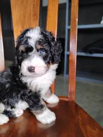 Roger, a male Miniature Bernedoodle for sale in Millersburg, OH – Photo 2 of 7