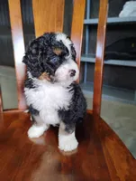 Roger, a male Miniature Bernedoodle for sale in Millersburg, OH – Photo 3 of 7