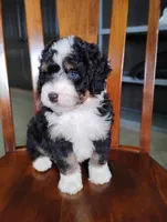Roger, a male Miniature Bernedoodle for sale in Millersburg, OH – Photo 7 of 7