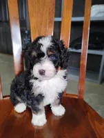 Roger, a male Miniature Bernedoodle for sale in Millersburg, OH – Photo 6 of 7