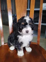 Roger, a male Miniature Bernedoodle for sale in Millersburg, OH – Photo 4 of 7