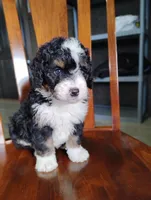 Roger, a male Miniature Bernedoodle for sale in Millersburg, OH – Photo 5 of 7