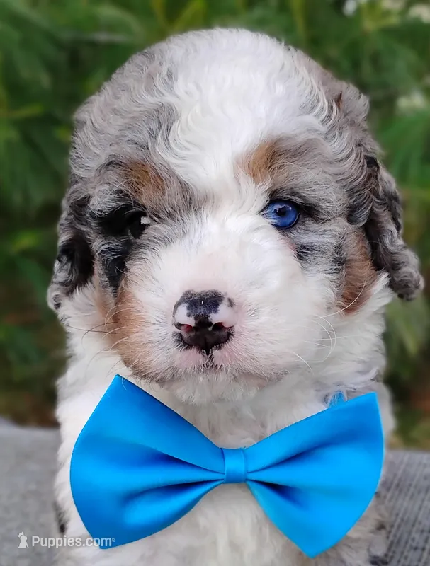 Damian  – Bernedoodle puppy for sale in Millersburg, OH