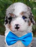 Damian , a male Bernedoodle for sale in Millersburg, OH – 1 of 6