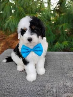 Biscuit , a male Bernedoodle for sale in Millersburg, OH – 5 of 5