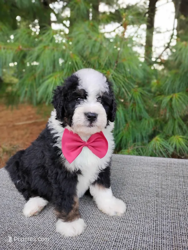 Toffee – Bernedoodle puppy for sale in Millersburg, OH