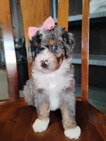 Holly, a female Miniature Bernedoodle for sale in Millersburg, OH – Photo 3 of 5