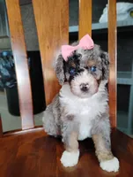 Holly, a female Miniature Bernedoodle for sale in Millersburg, OH – Photo 5 of 5