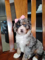 Holly, a female Miniature Bernedoodle for sale in Millersburg, OH – Photo 4 of 5